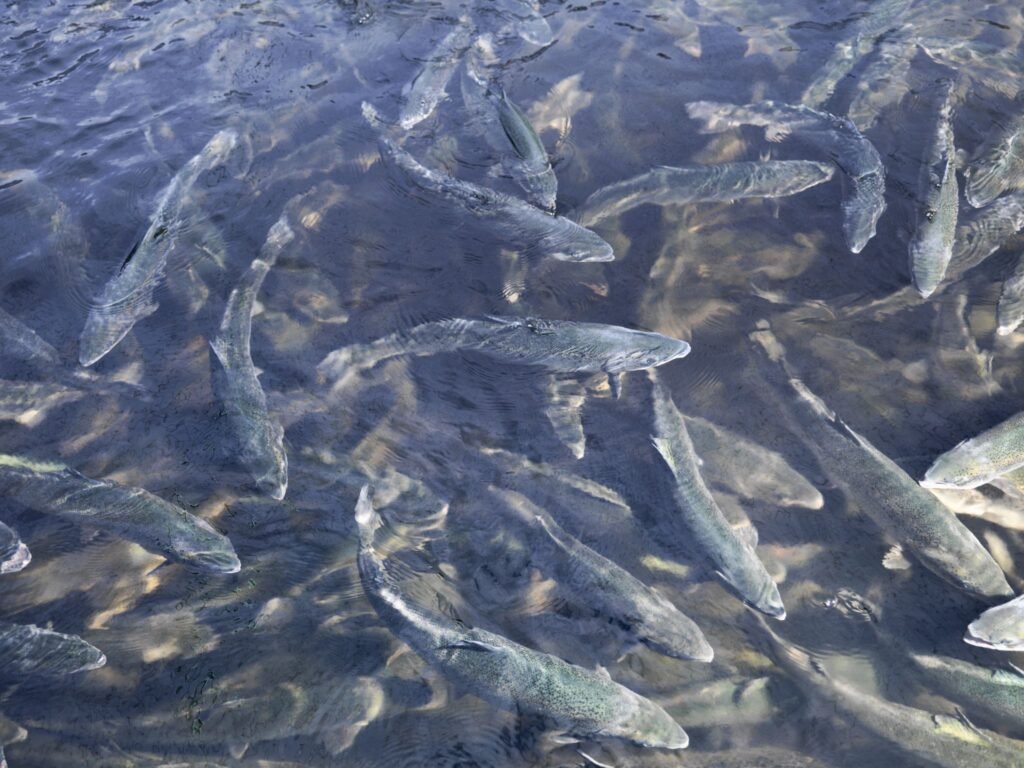 Il caviale nel mondo 9 russia